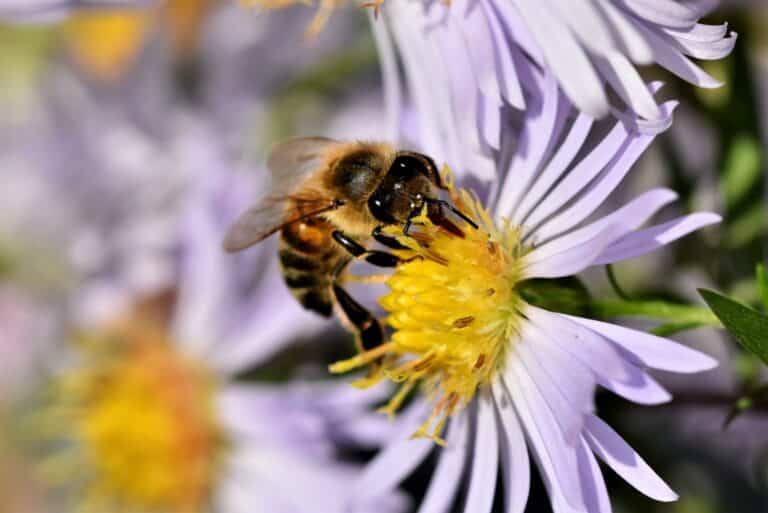 The Day of the Bee Sting